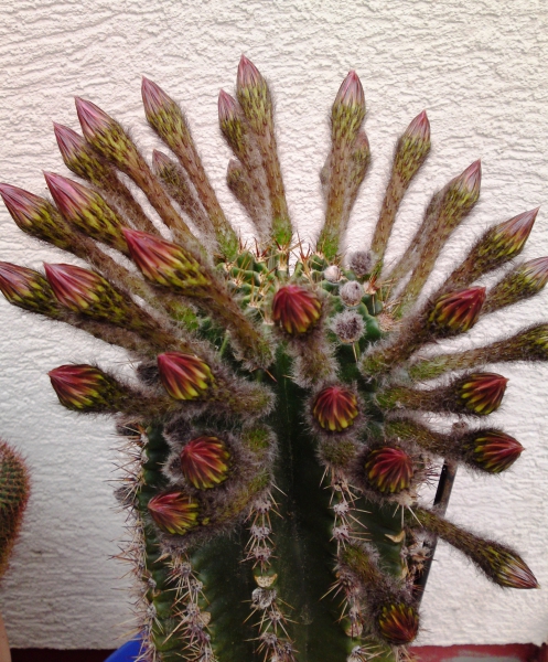 4_Kaktus1