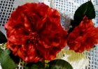wachsblume_14
