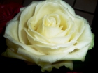 wachsrose_6