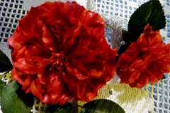 wachsblume_14
