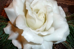 wachsrose_12