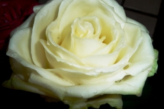 wachsrose_6